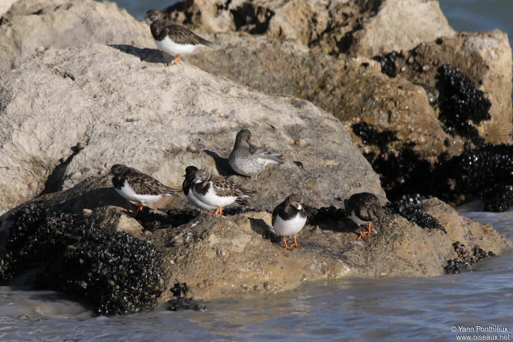 Purple Sandpiper