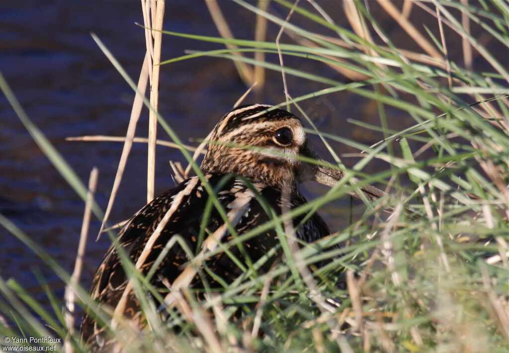 Common Snipe