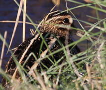 Common Snipe