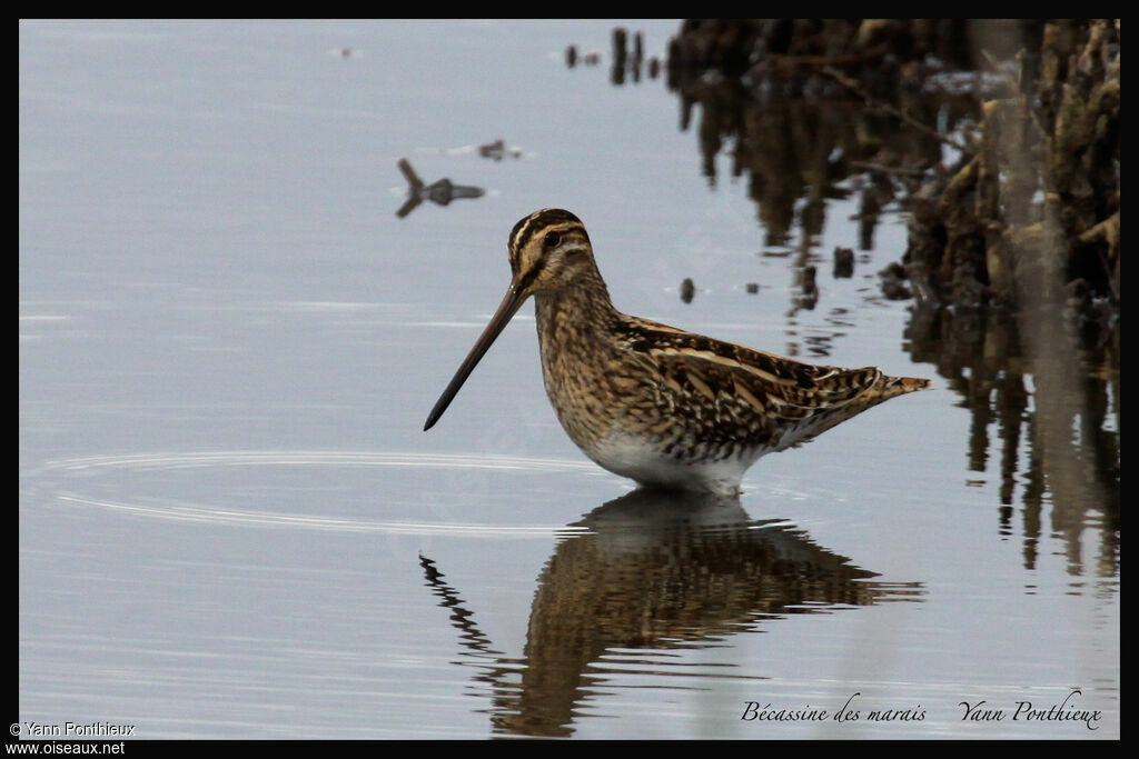 Common Snipe