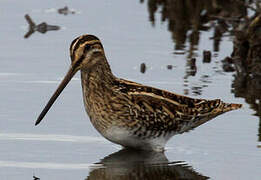 Common Snipe