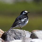 White Wagtail (yarrellii)