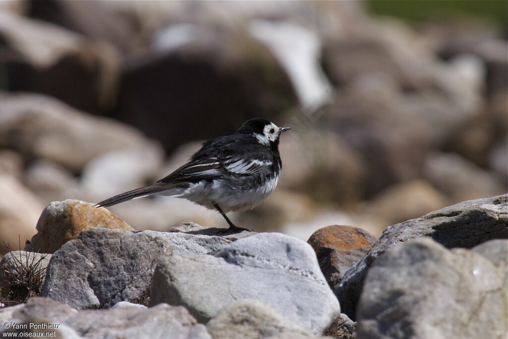 White Wagtail (yarrellii)adult breeding