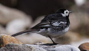 White Wagtail (yarrellii)