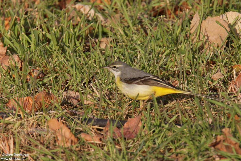 Bergeronnette des ruisseaux