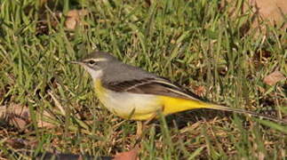 Grey Wagtail