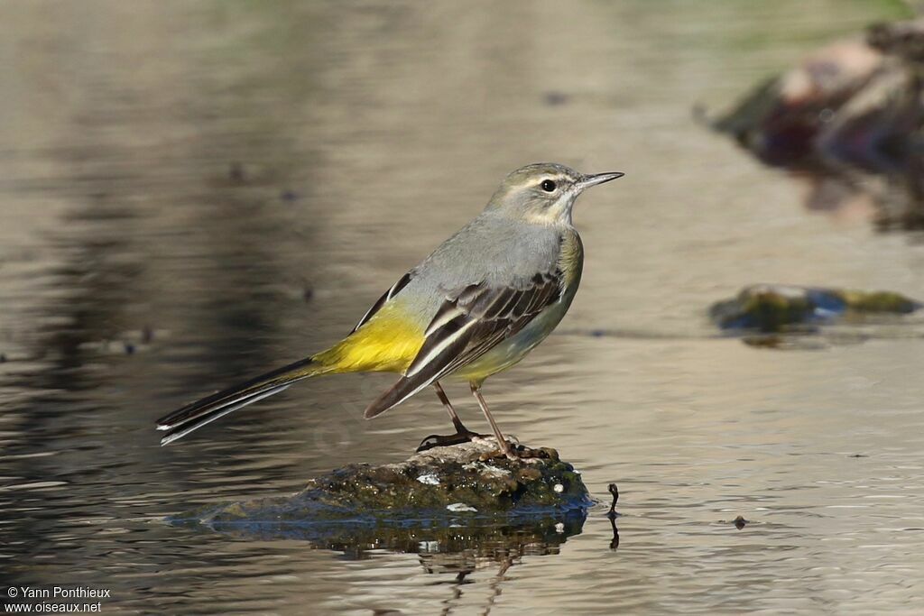 Grey Wagtail