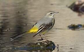 Grey Wagtail