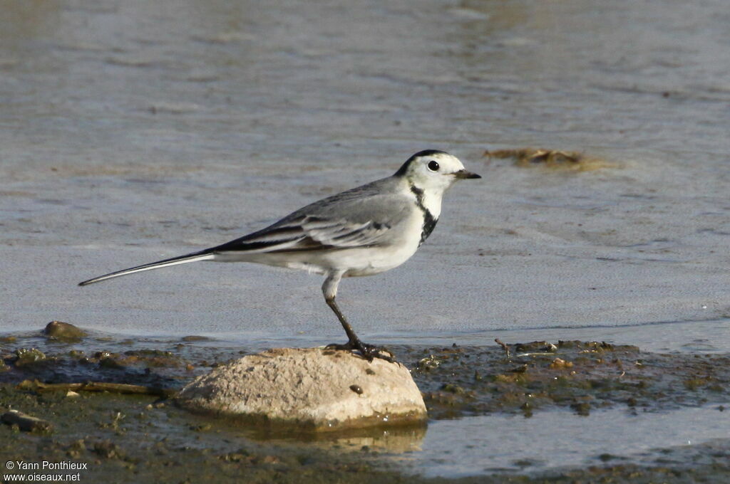 White Wagtailadult post breeding