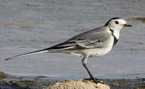 White Wagtail