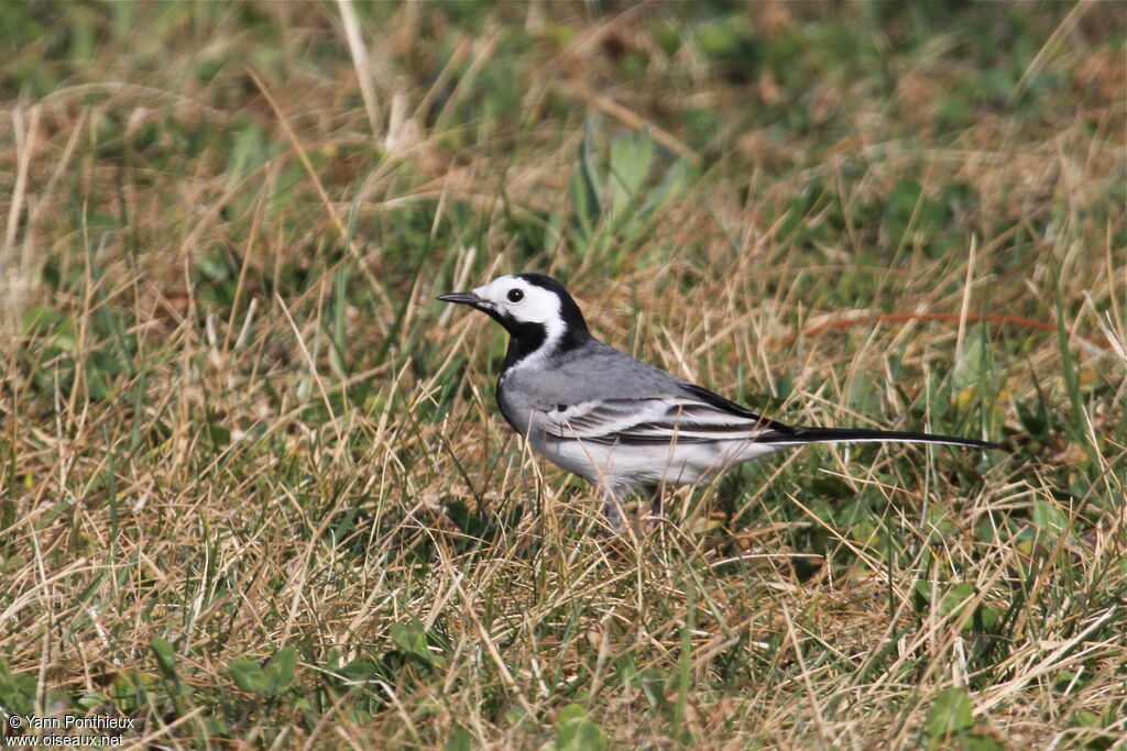 White Wagtail male adult breeding