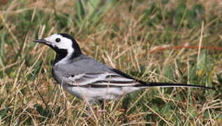 White Wagtail