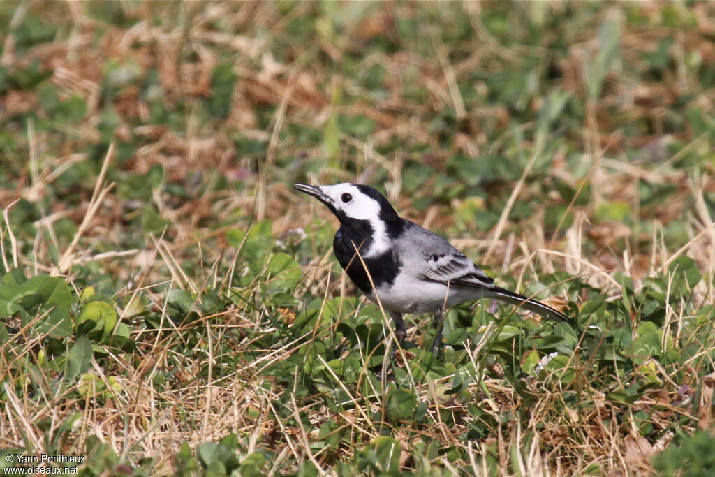 White Wagtail male adult breeding