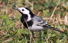 White Wagtail