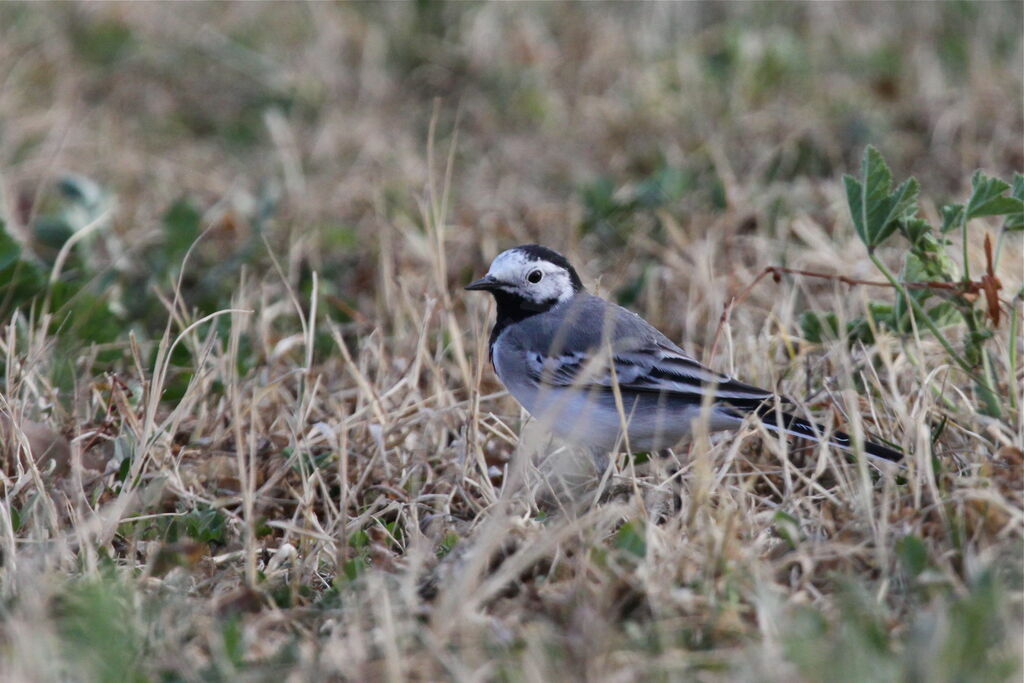 White Wagtail