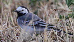 White Wagtail