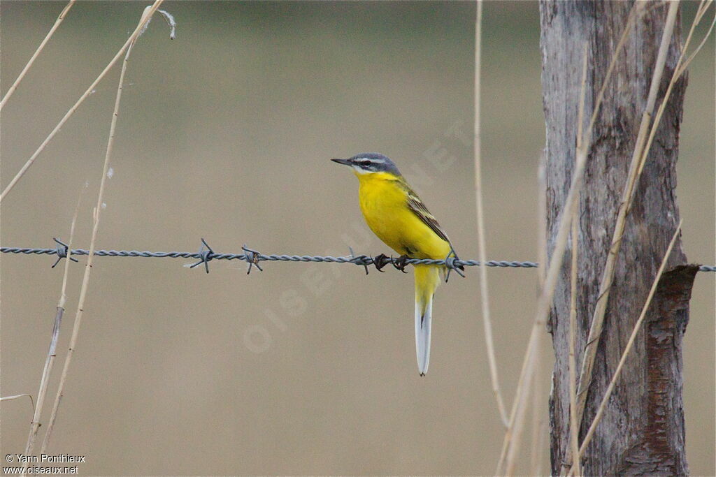 Western Yellow Wagtailadult breeding