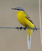 Western Yellow Wagtail