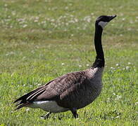 Canada Goose