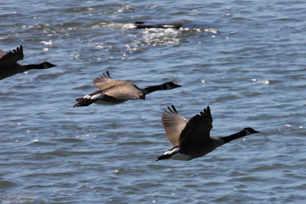 Canada Goose, Flight