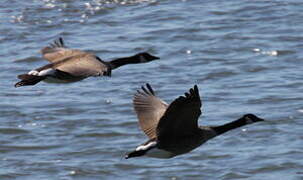 Canada Goose