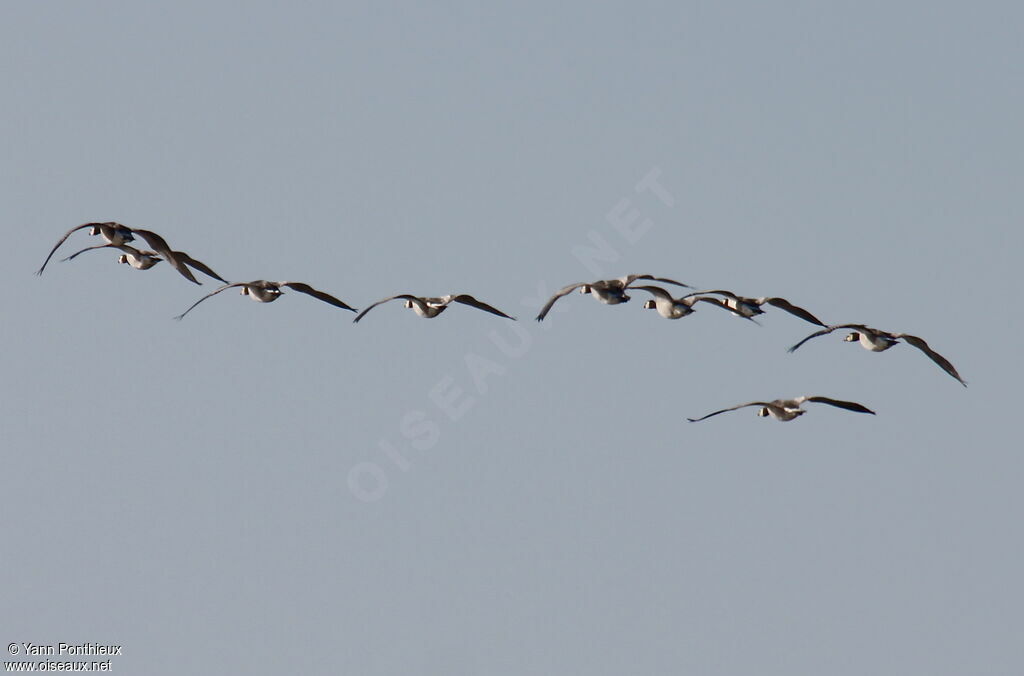 Barnacle Goose, Flight