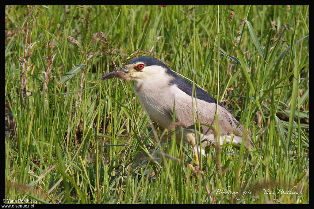 Black-crowned Night Heronadult breeding