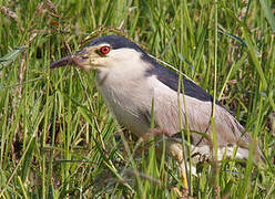 Black-crowned Night Heron