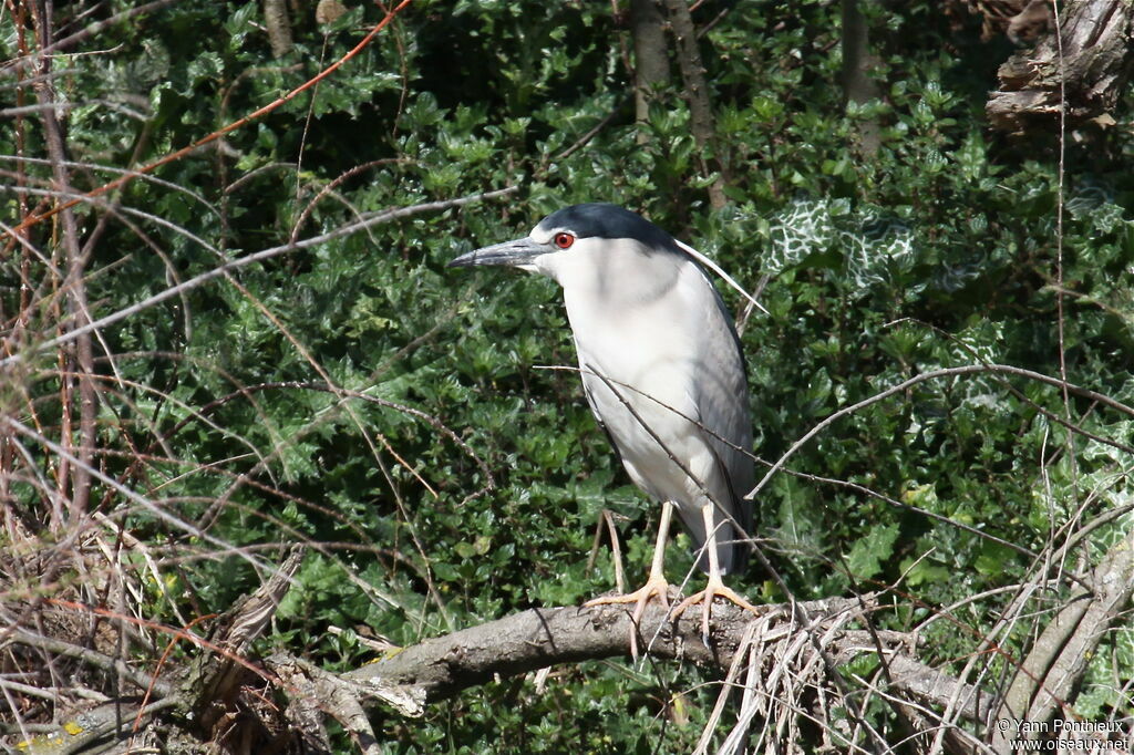 Black-crowned Night Heronadult breeding