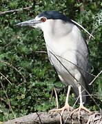 Black-crowned Night Heron