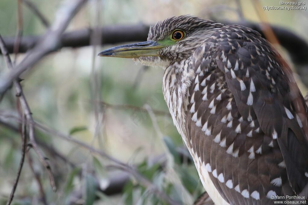 Black-crowned Night Heronimmature