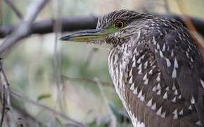 Black-crowned Night Heron