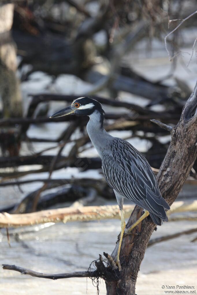 Yellow-crowned Night Heron