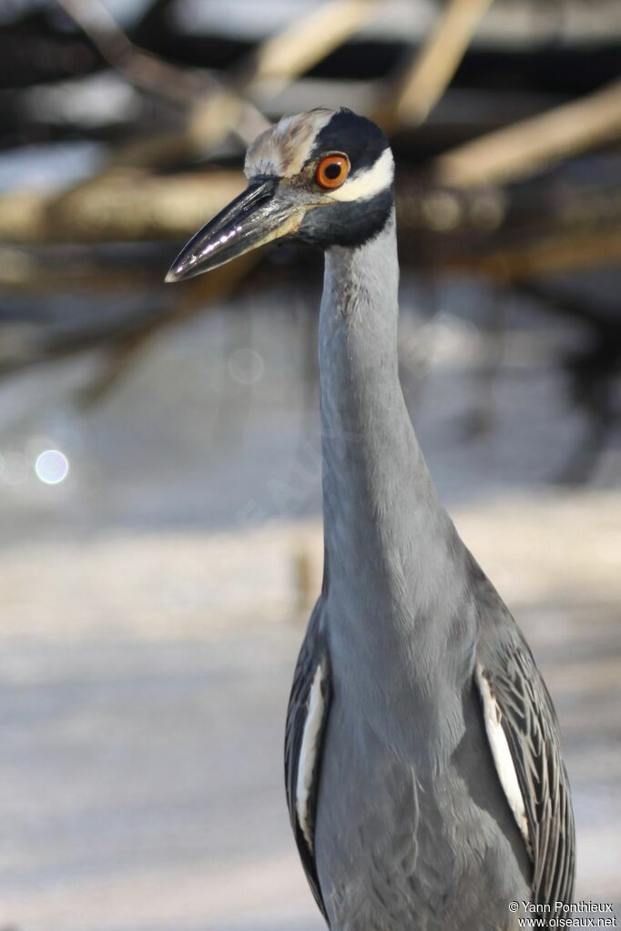 Yellow-crowned Night Heron