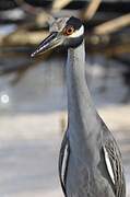 Yellow-crowned Night Heron