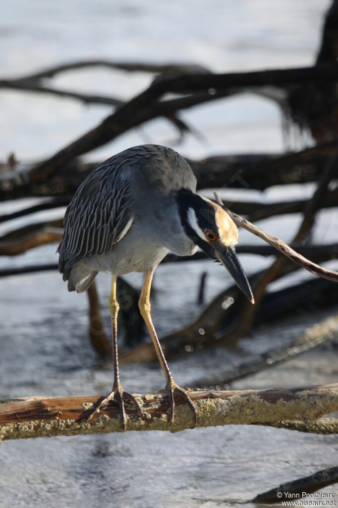 Yellow-crowned Night Heron