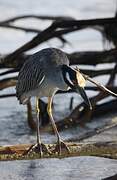 Yellow-crowned Night Heron