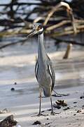 Yellow-crowned Night Heron