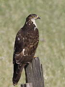 European Honey Buzzard