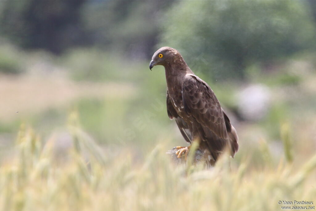 European Honey Buzzard