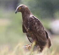 European Honey Buzzard