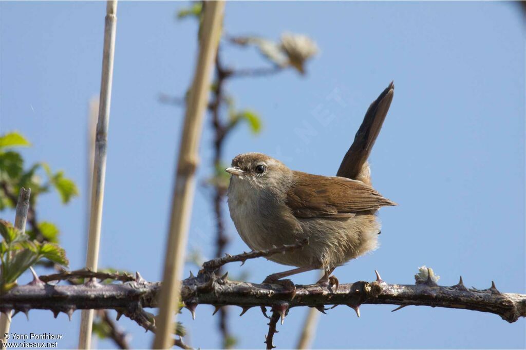 Bouscarle de Cettiadulte, identification