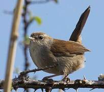 Bouscarle de Cetti