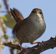 Cetti's Warbler