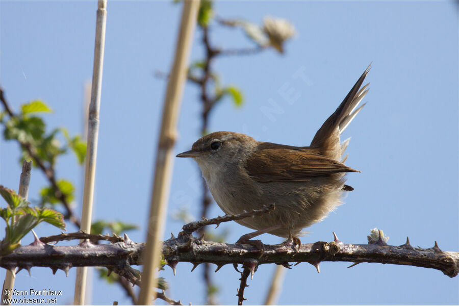 Cetti's Warbler