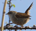 Bouscarle de Cetti