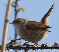 Cetti's Warbler