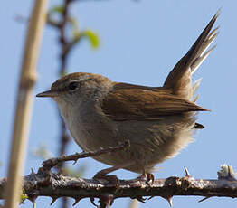 Bouscarle de Cetti