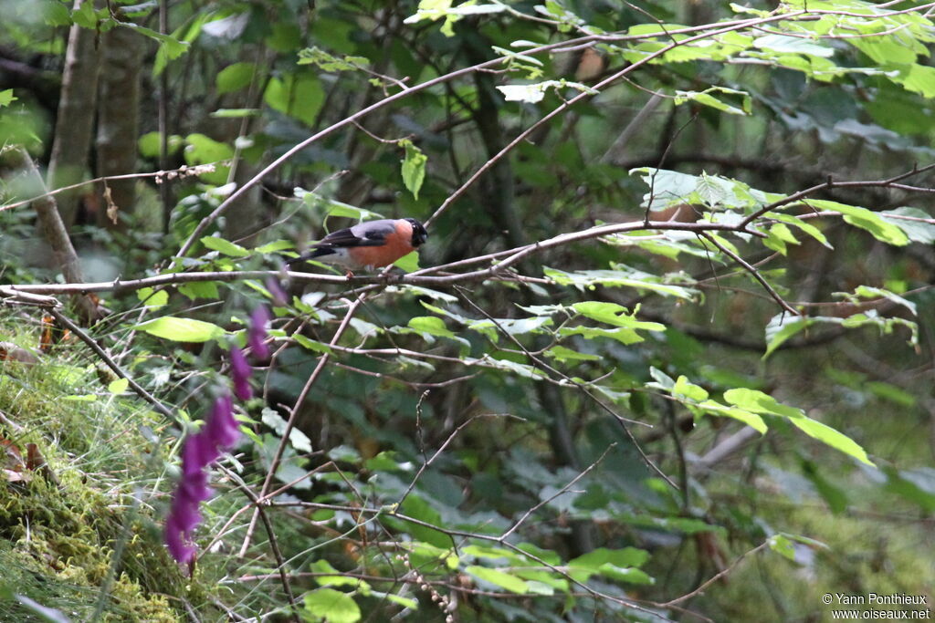 Eurasian Bullfinch male adult