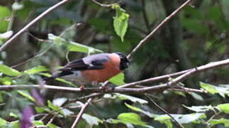 Eurasian Bullfinch